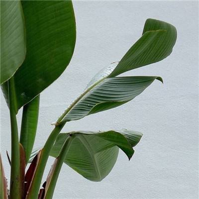 凤凰彩票下载手机版