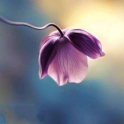 管家婆一码一肖资料大全手机app下载